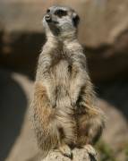 056CRW_4065_RJ