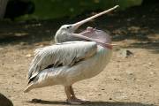 064Img_0539