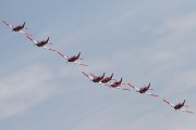 100IMG_6560