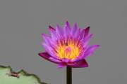 500IMG_5455