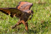 160IMG_7031