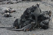 271IMG_1047
