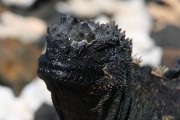 271IMG_1236