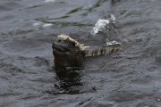 271IMG_2635