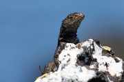 272IMG_1389