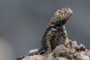 272IMG_2423