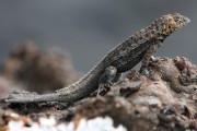 272IMG_2427