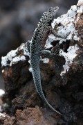 272IMG_2595