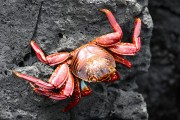 274IMG_2675