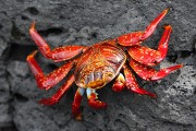 274IMG_2676