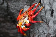 274IMG_2681