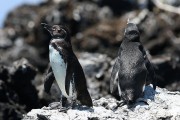 277IMG_1477