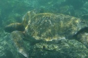 278IMG_1594