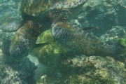 278IMG_1602