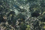 278IMG_1684