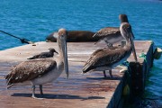 293IMG_0760