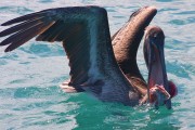 294IMG_0745