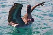 294IMG_0746