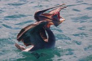 294IMG_0747