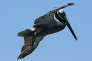 294IMG_0989