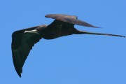 295IMG_0921
