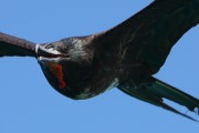 295IMG_0934