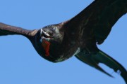 295IMG_0936