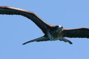 295IMG_1018