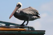 297IMG_1016