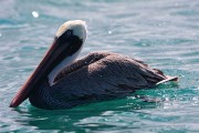 297IMG_1037