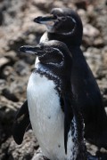416IMG_3574
