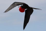 550IMG_4233