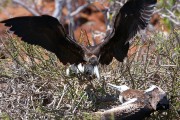 580IMG_4440