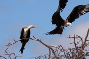 590IMG_4524