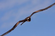 590IMG_4534