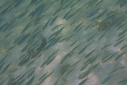 595IMG_4698