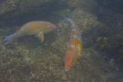 595IMG_4846
