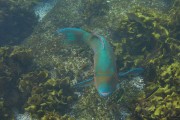 595IMG_4894