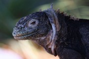 620IMG_5045