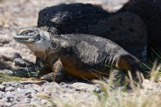 620IMG_5087