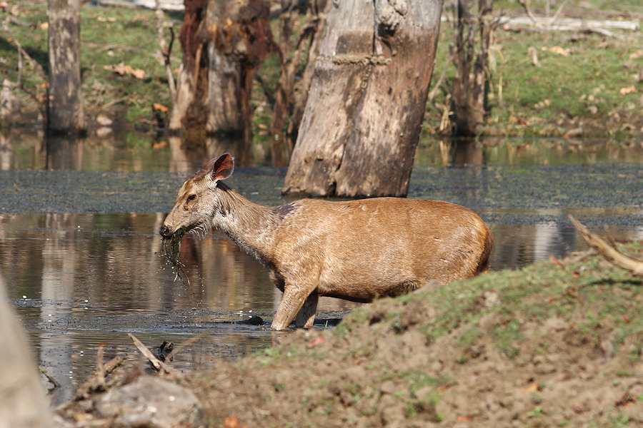 155IMG_5334