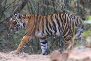 210IMG_6333