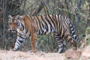 210IMG_6337