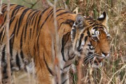 210IMG_6482