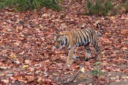 210IMG_6805