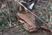 250IMG_5877