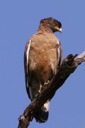 255IMG_7458