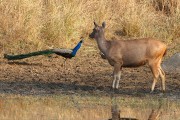 260IMG_6298