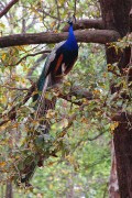 260IMG_6767