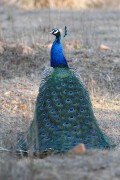 260IMG_6996